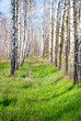 Photo: birch forest in the spring birch forest in the spring
