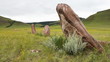 Video: Standing stone. Standing stone.