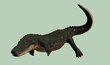 alligator 8000