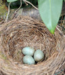 Amselnest mit 3 Eiern