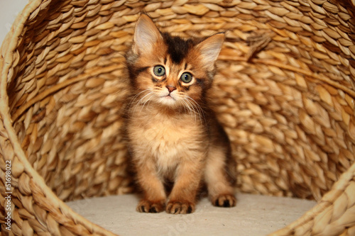 Photo: Somali Kitten Somali Kitten