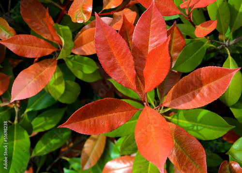 Photo: Pieris Pieris
