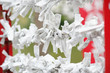 Omikuji random fortunes at Shinto shrines in Japan