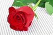 Foto: red rose and book, for Saint Georges Day in Catalonia, Spain red rose and book, for Saint Georges Day in Catalonia, Spain