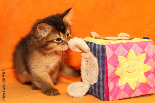 Photo: Somali Kitten Somali Kitten
