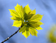 Maple