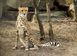 cheetah