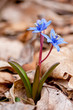 first spring flowers - Squill flowers