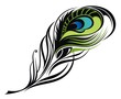 Beautiful peacock feather