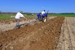 Fallowing of a spring field by a manual plow