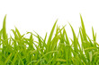 green grass leaves on pure white background