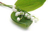 muguet
