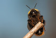 Photo: Bumblebee Bumblebee