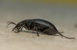 Photo: Carabus glabratus Carabus glabratus