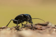 Photo: Carabus glabratus Carabus glabratus