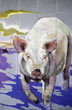 Pig in field