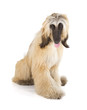 Afghan Hound