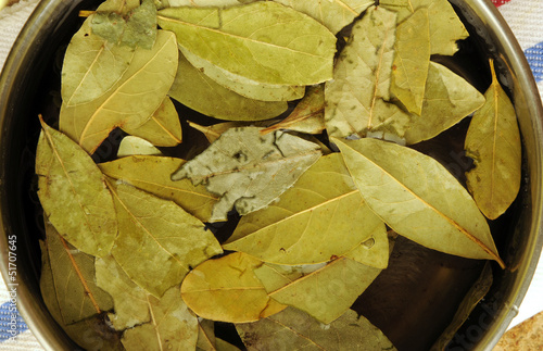 Photo: Laurus nobilis 월계수 Laurus nobilis 월계수