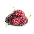 Mulberry