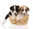 puppies in a basket. isolated on white 