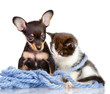 puppy and a kitten in threads. isolated on white 