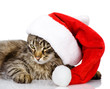 Cat in a Santa Claus hat. isolated on white 