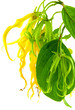 ylang-ylang