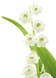 muguet