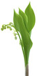 Brin De Muguet