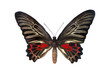 The Golden Birdwing