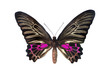 The Golden Birdwing