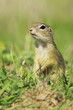 Souslik or European Ground Squirrel (Spermophilus citellus)