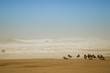 Photo: oystercatcher bird oystercatcher bird