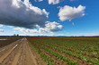 Tulip Farm