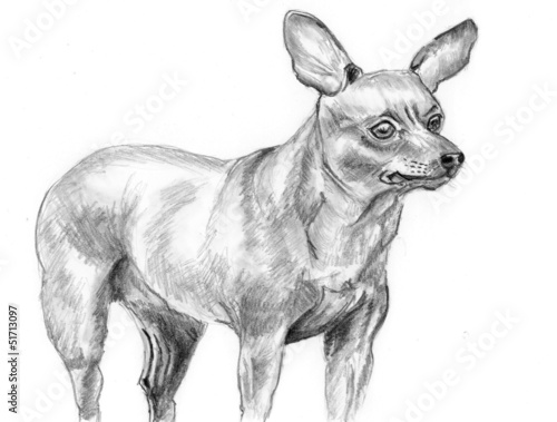 Illustration: sketch dog Miniature Pinscher sketch dog Miniature Pinscher