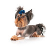 Yorkshire terrier