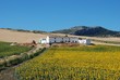 Sunflower field and farmhouse, Andalusia © Arena Photo UK