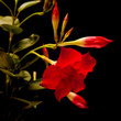 red  mandevilla
