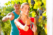 Photo: Woman and man winegrower picking grapes Woman and man winegrower picking grapes