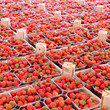 obststiegen mit erdbeeren