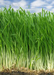 Grass