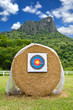 target archery in field