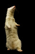 Albino Frettchen