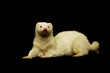 Albino Frettchen