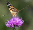 Painted lady (Vanessa cardui) on purple flower.