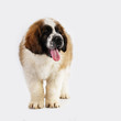Saint Bernard puppy