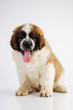Saint Bernard puppy