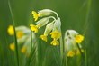 Foto: Echte Schlüsselblume (Primula veris) / common cowslip Echte Schlüsselblume (Primula veris) / common cowslip