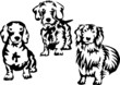 dachshunds breeds