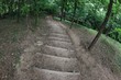 Forest Path